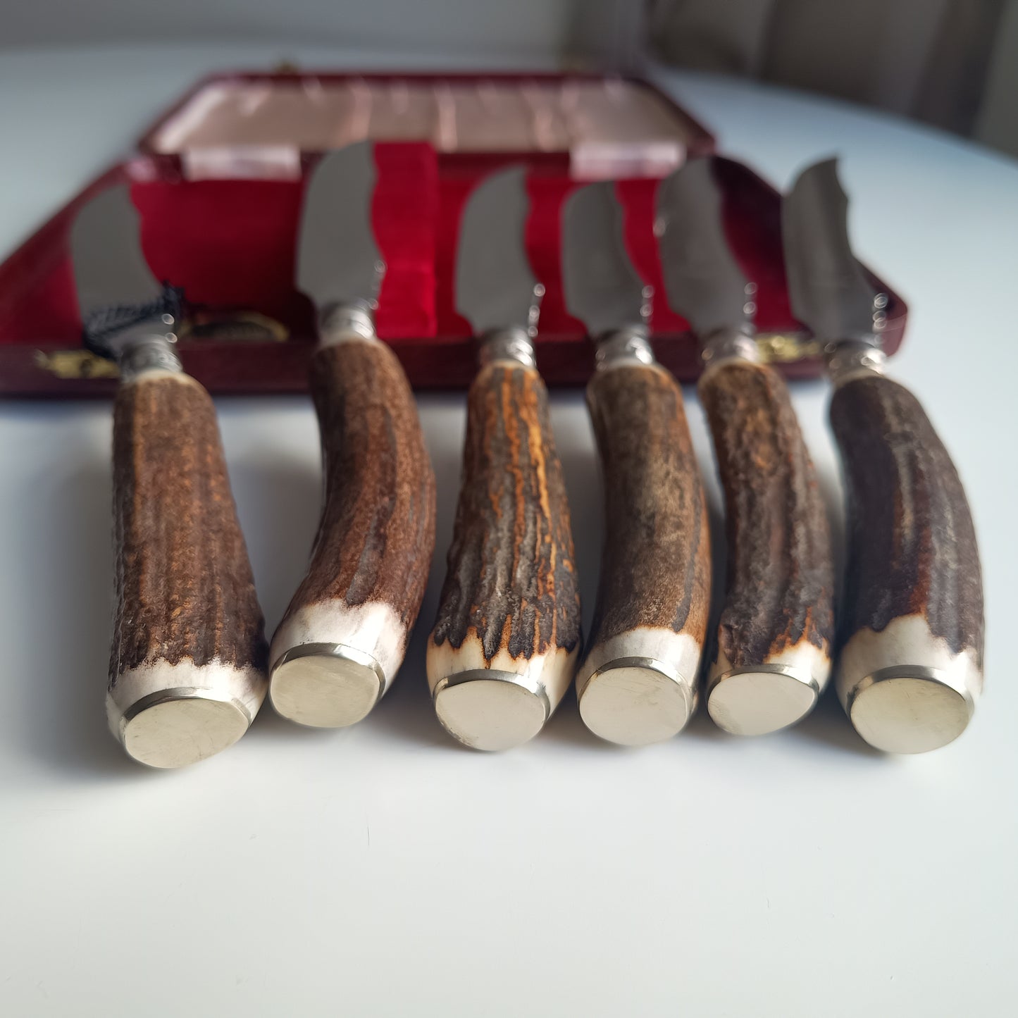 Mint Genuine Stag Handled Cased Steak Knives Set: Scalloped Spine, Back-work Notches, 1950s